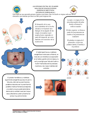 Embriologia tarea - El ectodermo, el mesodermo y el endodermo son las ...