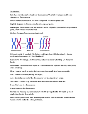 Module 13 Study Guide Module 13 Study Guide Primer Dna