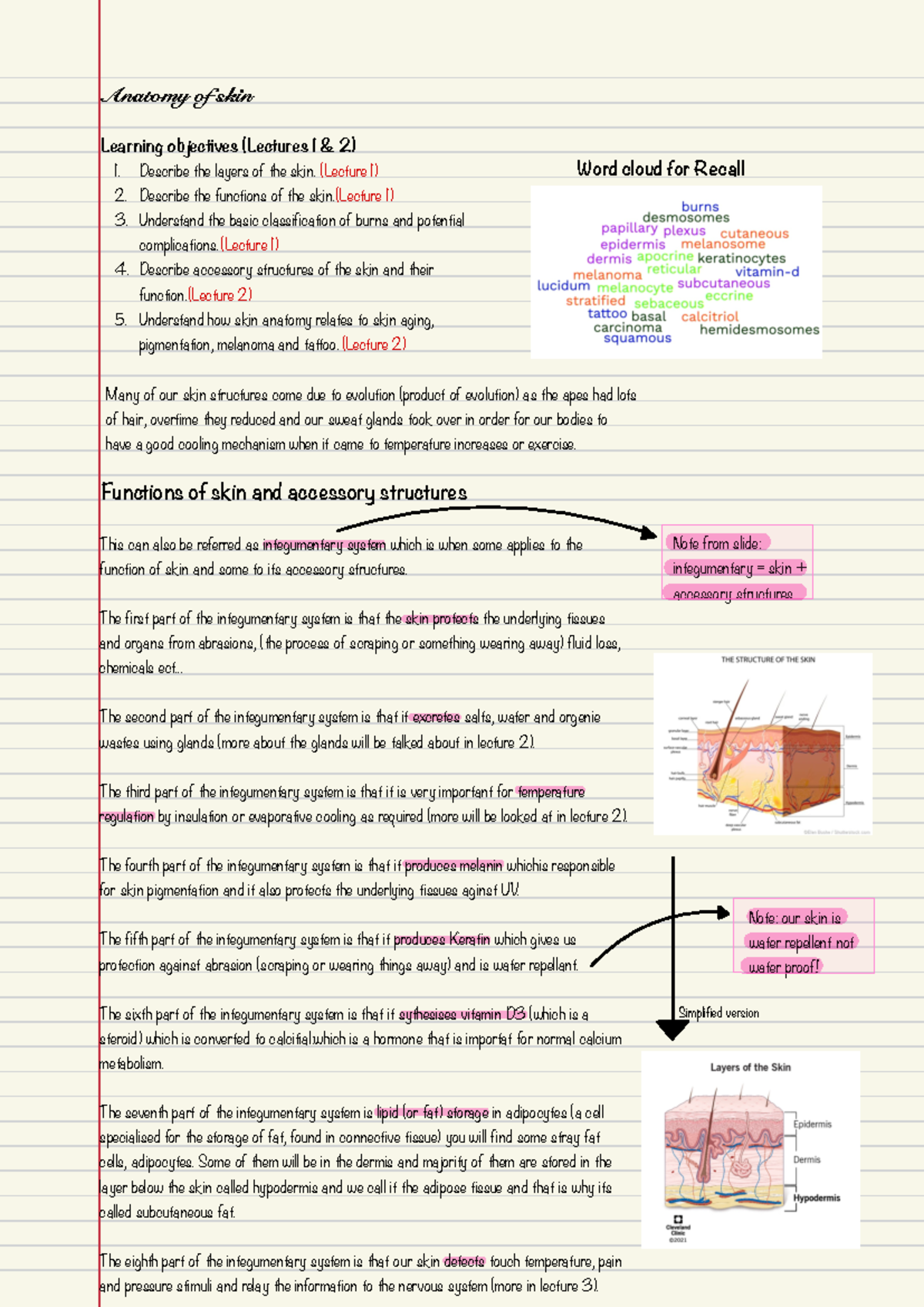 Lecture 1 of skin - Anatomy of skin Learning objectives (Lectures 1 & 2 ...