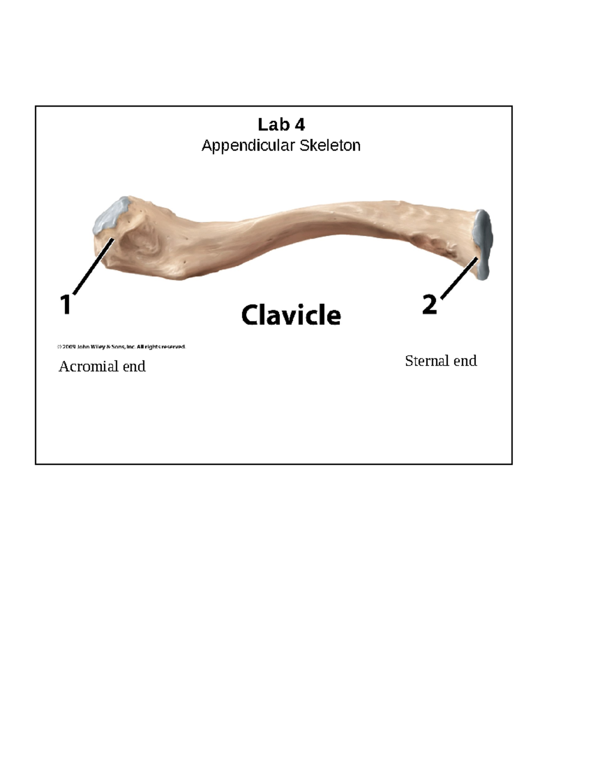 Appendicular skeleton - BIOL 163 - Bones of Pectoral Girdle: Bones of ...