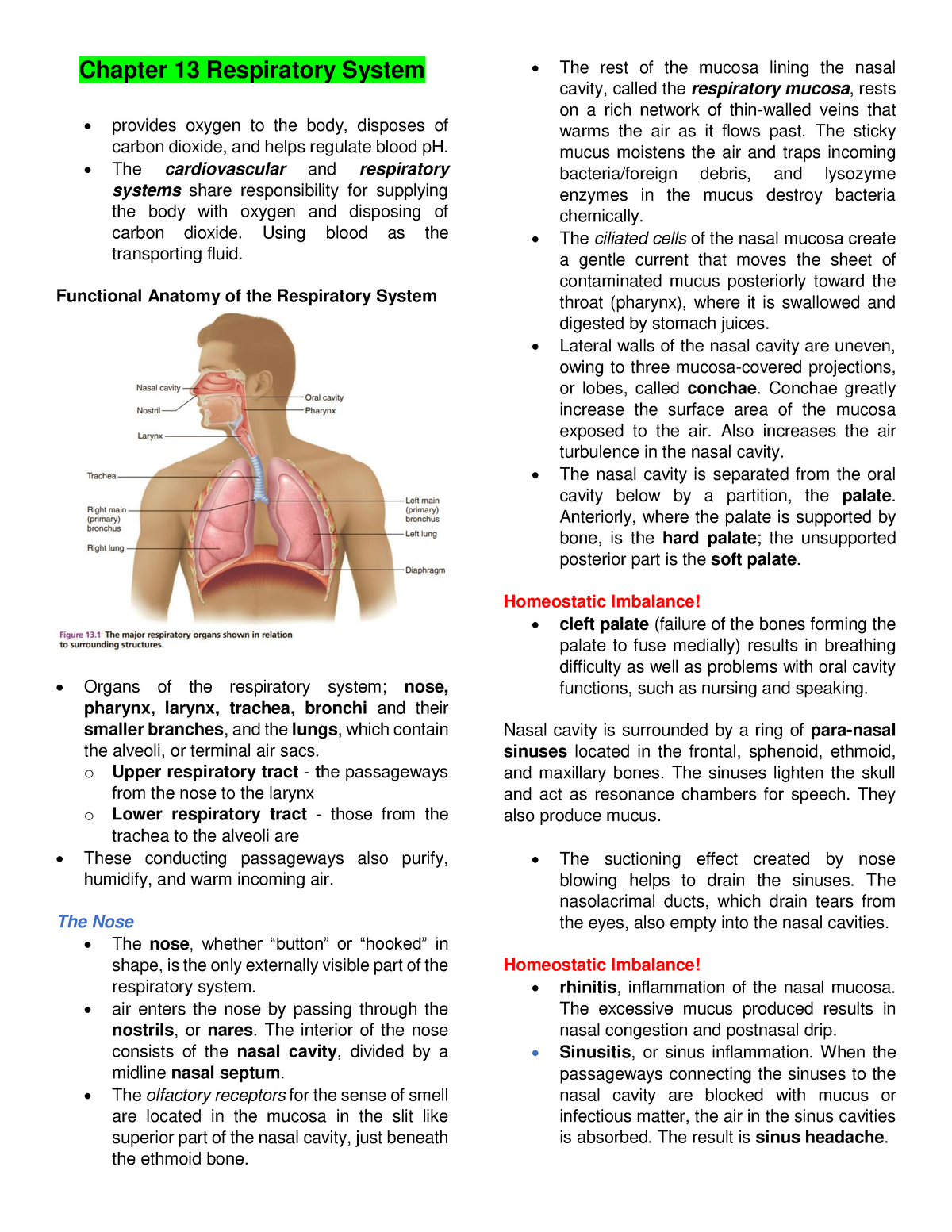 Respiratory System 101028 - Chapter 13 Respiratory System provides ...