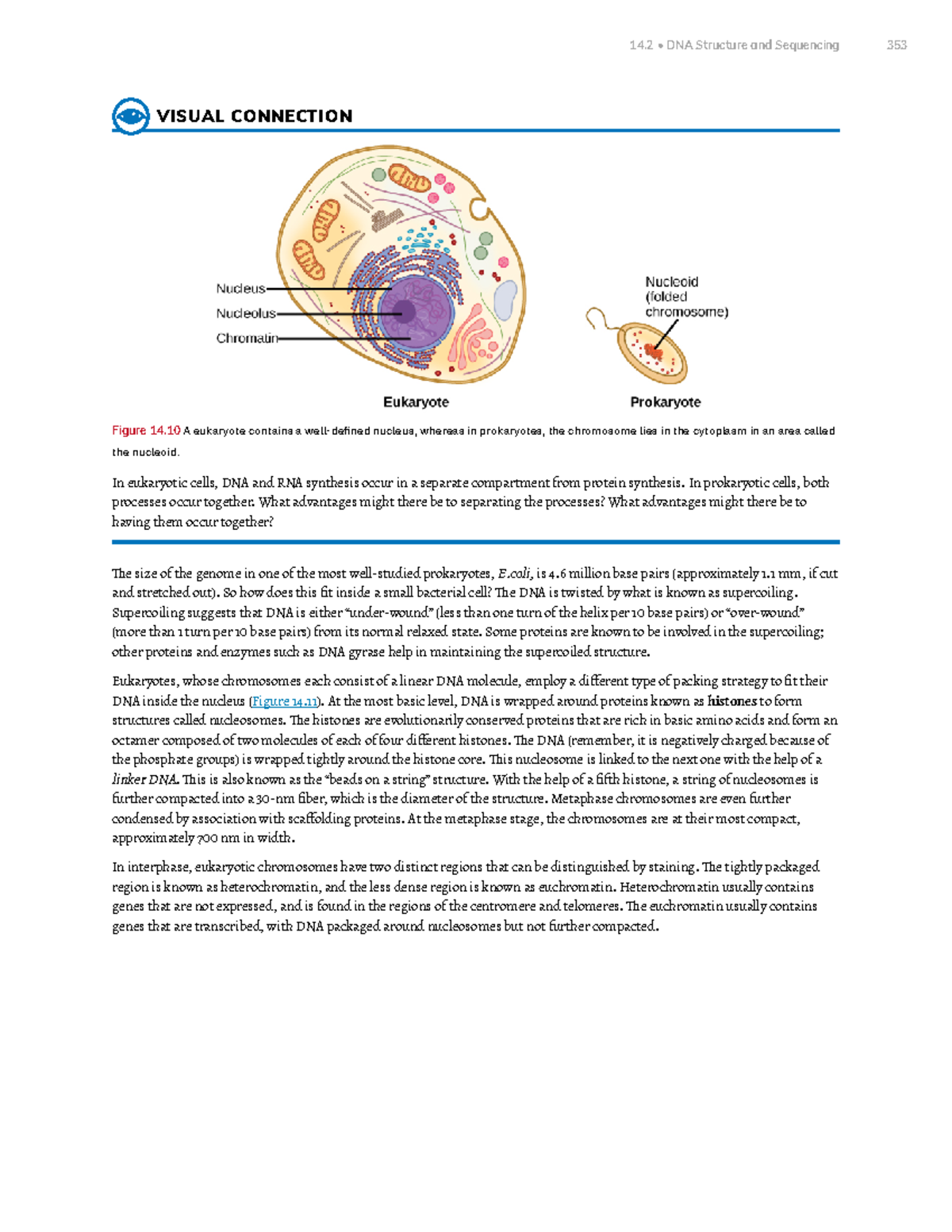 Chapter 14 DNA Structure and Function Part 5 - VISUAL CONNECTION Figure ...