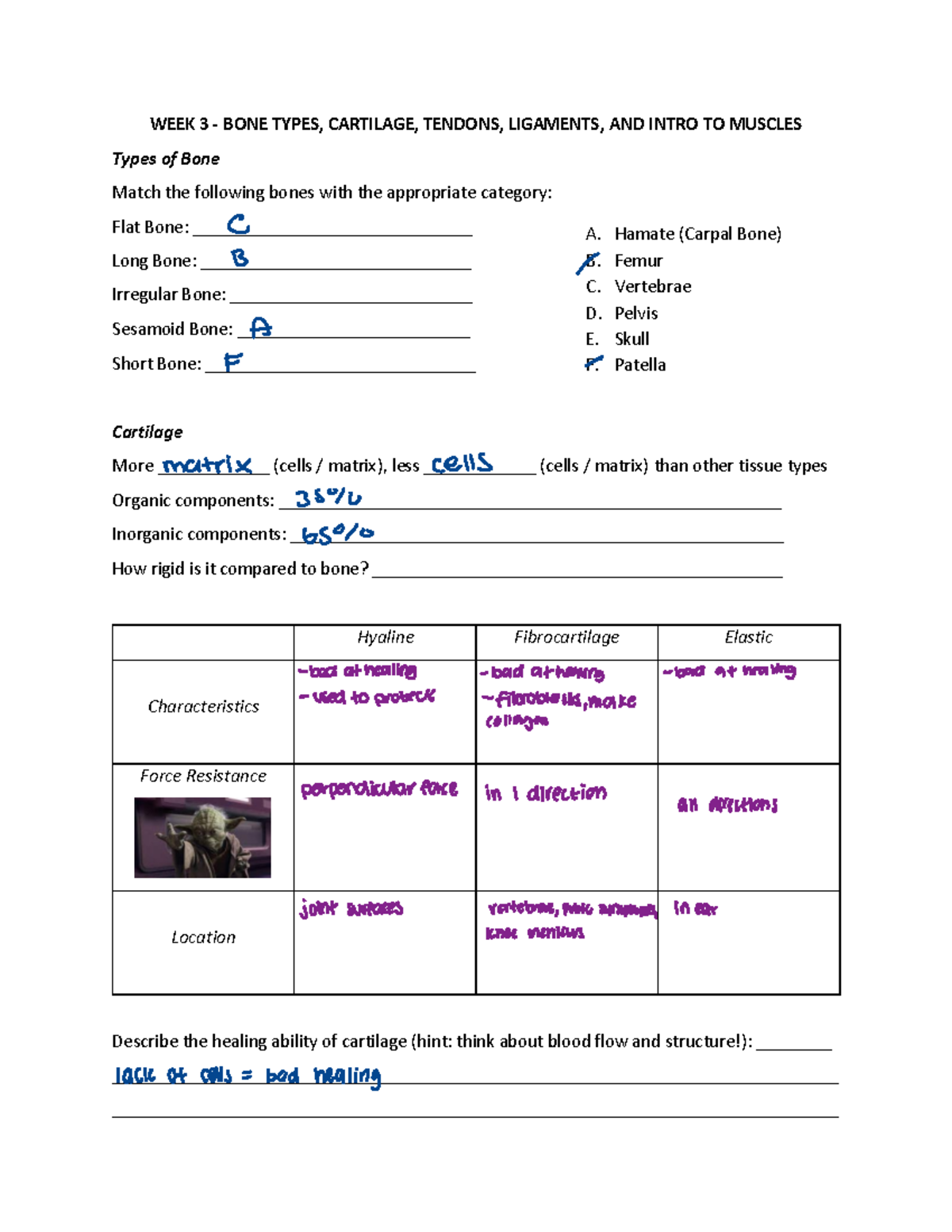 Session 2 WS - Bone types,Cartilage, Tendons, Ligaments, and Intro to ...