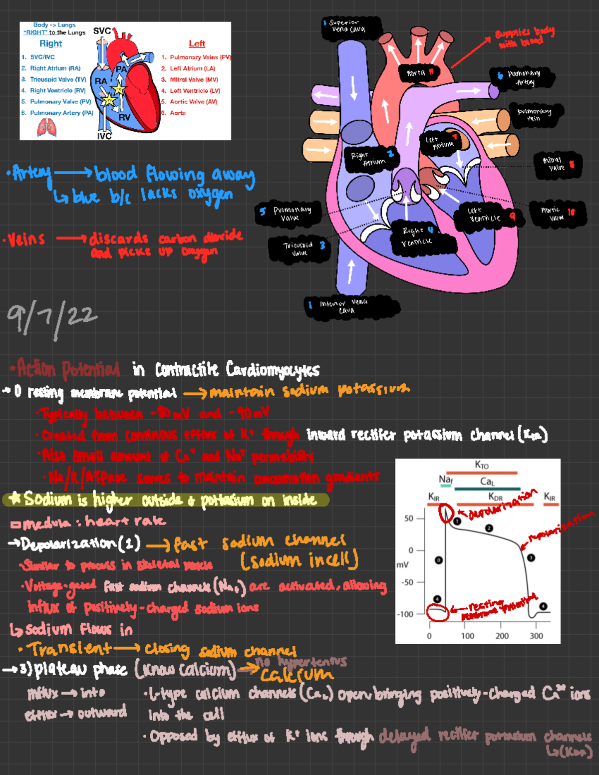 Human anatomy 7 - NYEMAN > supplies body with blood man MMMMArtery ...