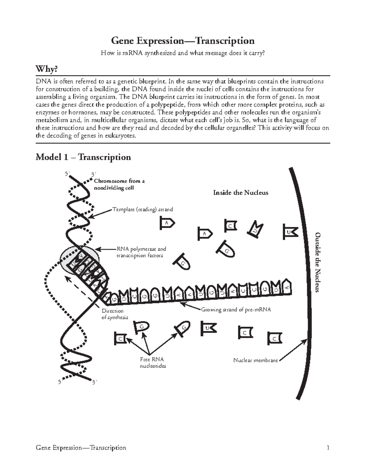 14 Gene Expression-Transcription-S - Gene Expression—Transcription 1 ...