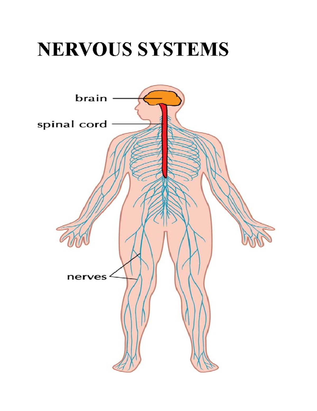 Nervous Systems - nice topic - Social 30-2 - NERVOUS SYSTEMS - Studocu
