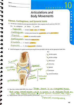 Lab ex. 11 - Microscopic Anatomy and Organization of Skeletal Muscle Dr ...