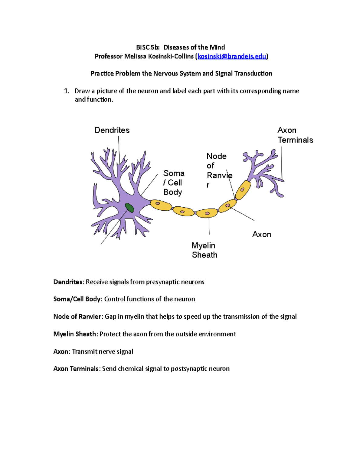 Nervous System Signaling - BISC 5b: Diseases of the Mind Professor ...