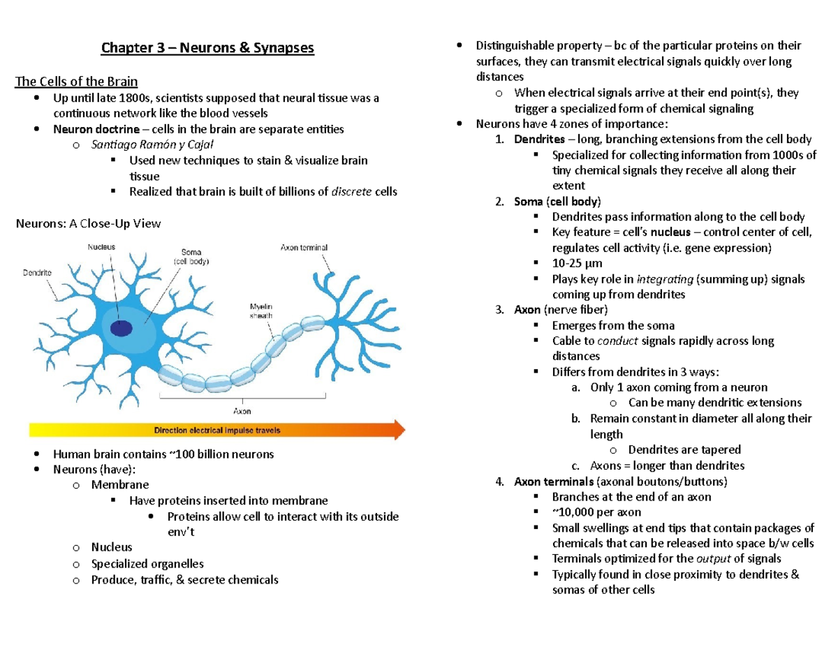 Ch. 3 – Neurons & Synapses - Chapter 3 Neurons Synapses The Cells of ...