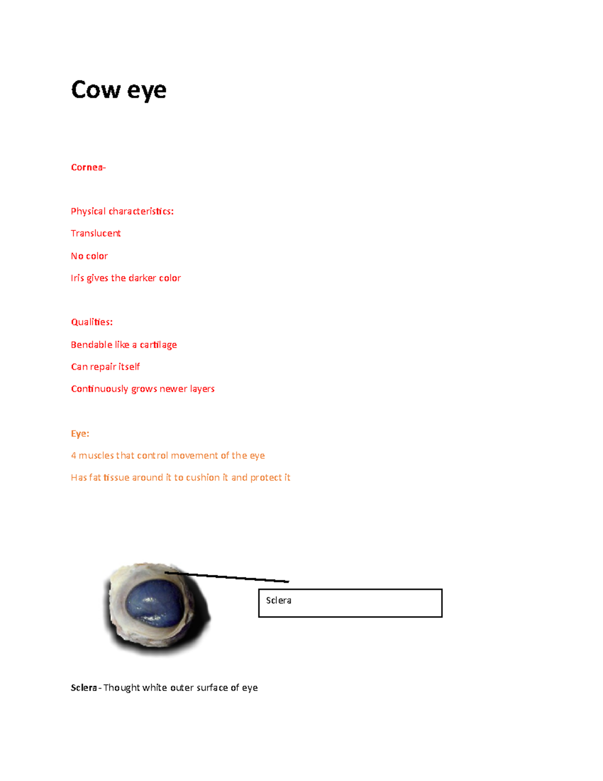 Cow eye cow eye notes Cow eye Cornea Physical characteristics