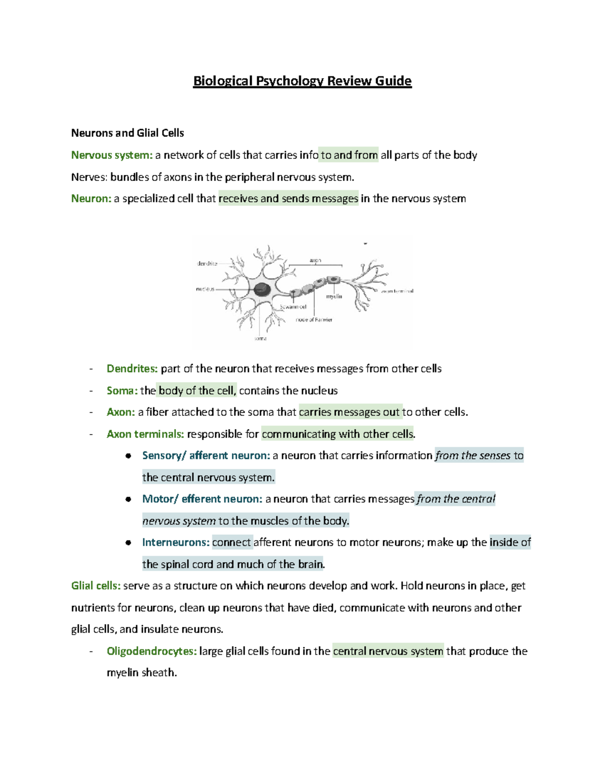 AP Psychology Unit 2 Biological Bases Of Behavior - Study Guide ...