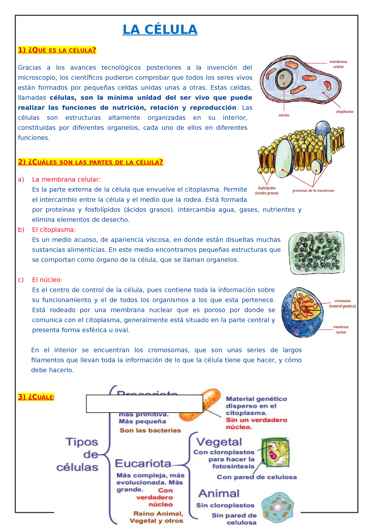 Ficha DE LA Célula - LA CÉLULA 1) ¿QUÉ ES LA CÉLULA? Gracias A Los ...