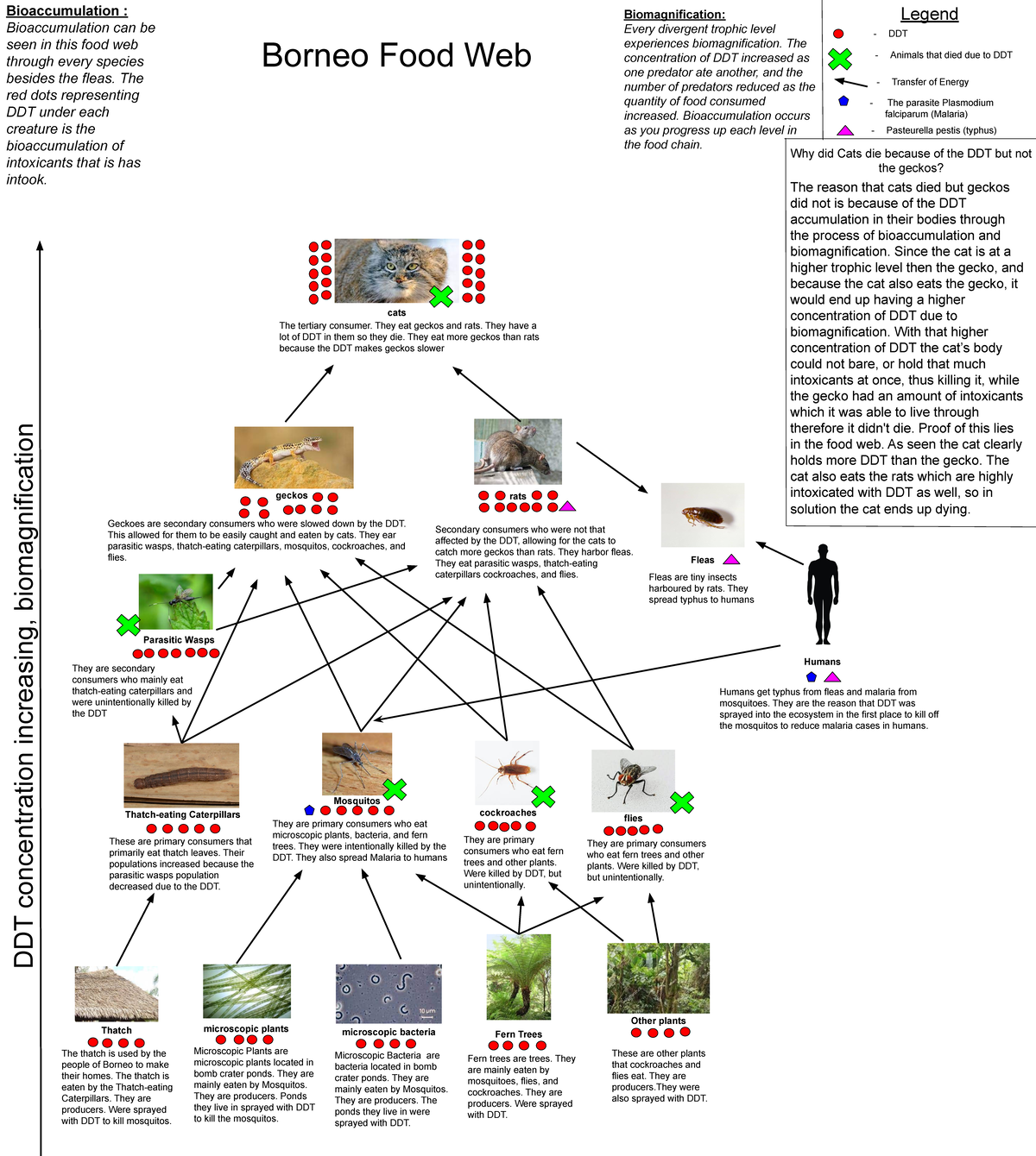 Operation Cat Drop Ecology - microscopic plants microscopic bacteria ...