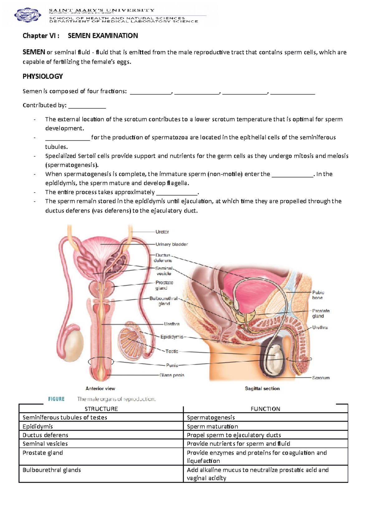 Chapter VI Semen Copy - Chapter VI : SEMEN EXAMINATION SEMEN or seminal ...