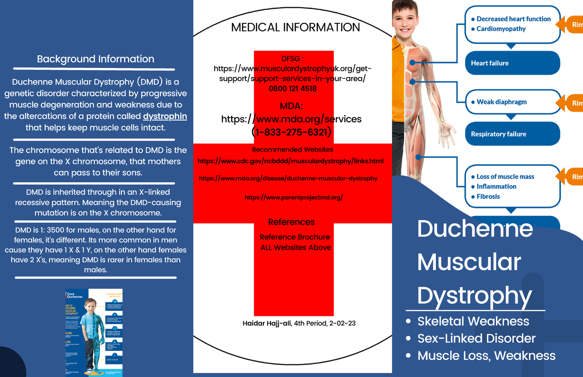 Duchenne Musclar Dystrophy Brochure Duchenne Muscular Dystrophy Skeletal Weakness Sex Linked 9031