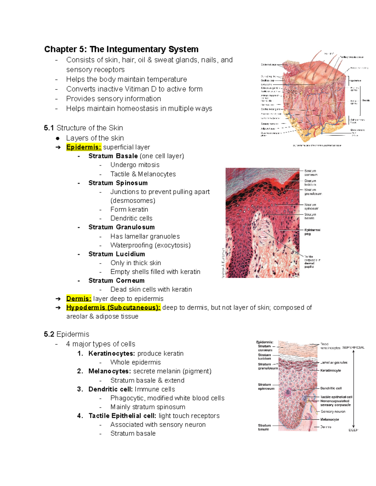 Chapter 5 The Integumentary System Keratinocytes produce keratin Whole epidermis 2. Studocu