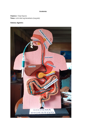 Sistema Digestivo - Anatomía Nombre: César Ramón Tema: Actividad  suplementaria (maqueta) Sistema - Studocu