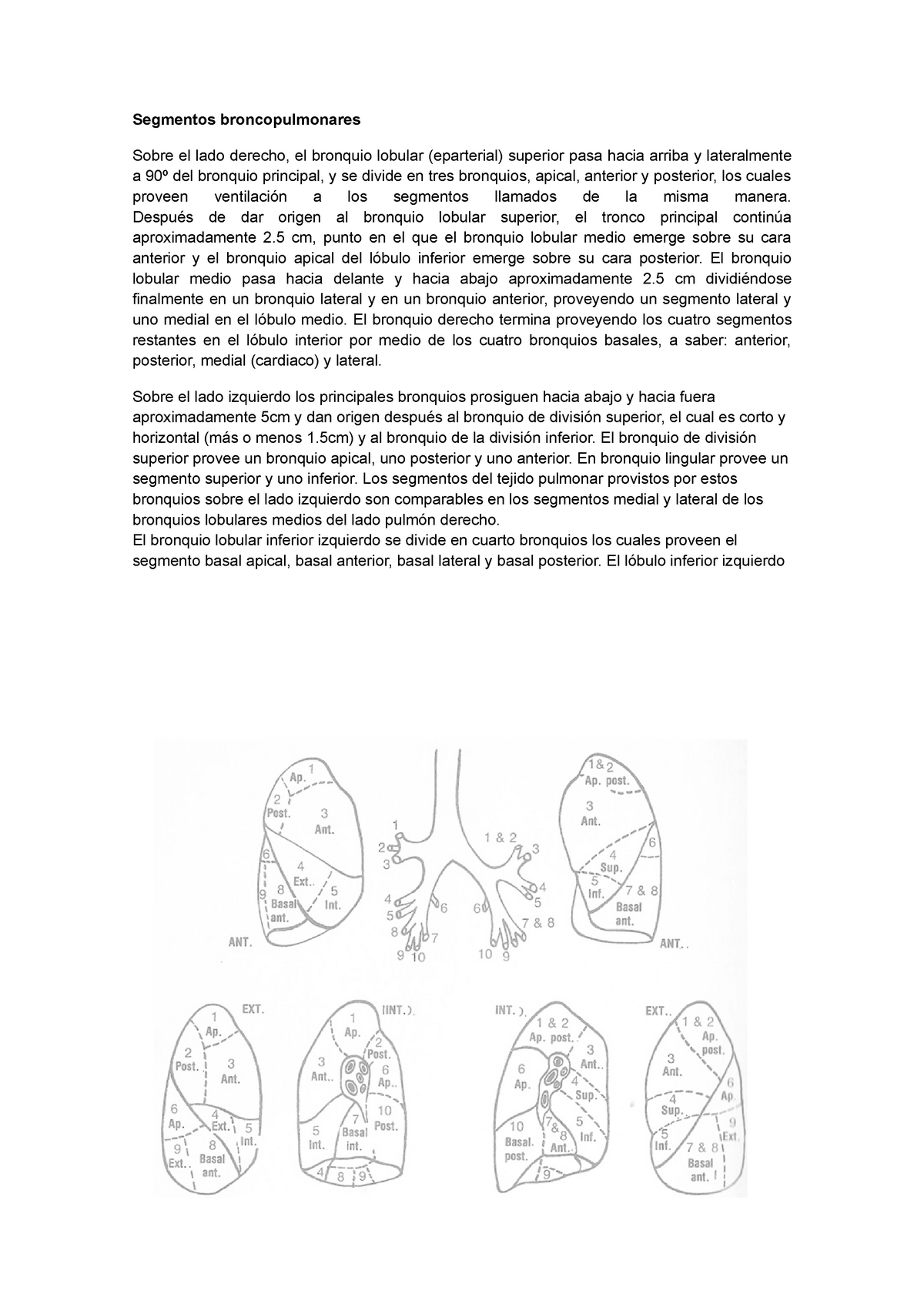 segmentos broncopulmonares