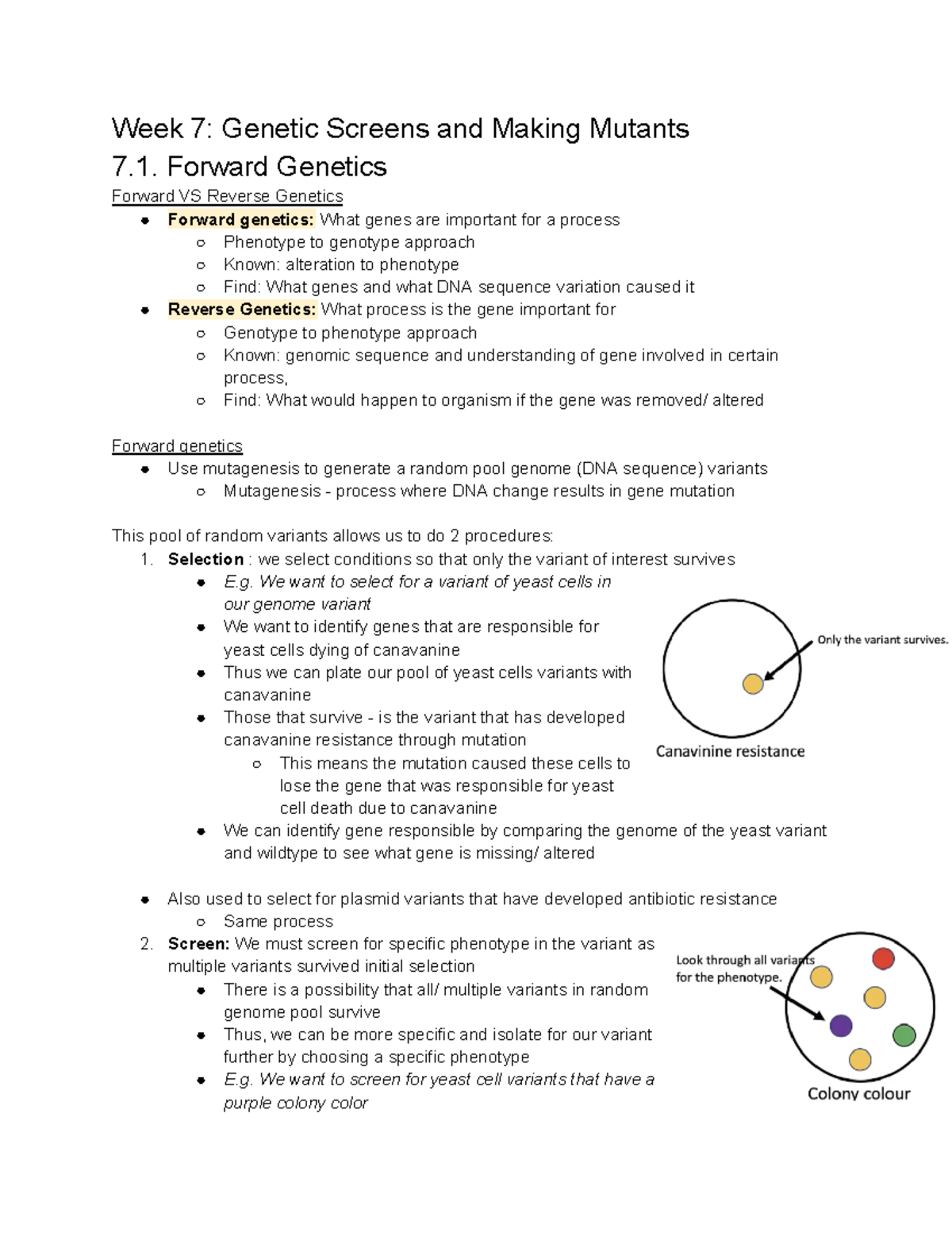 Genetics 2581) Week 7 - Week 7: Genetic Screens and Making Mutants 7 ...