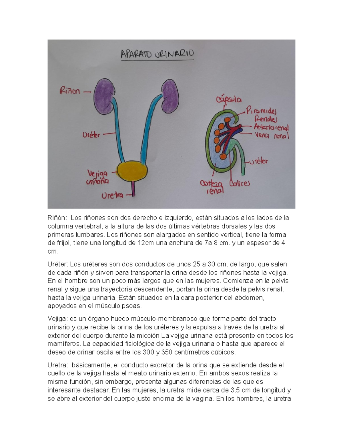 Trabajo sistema urinario - Riñón: Los riñones son dos derecho e ...