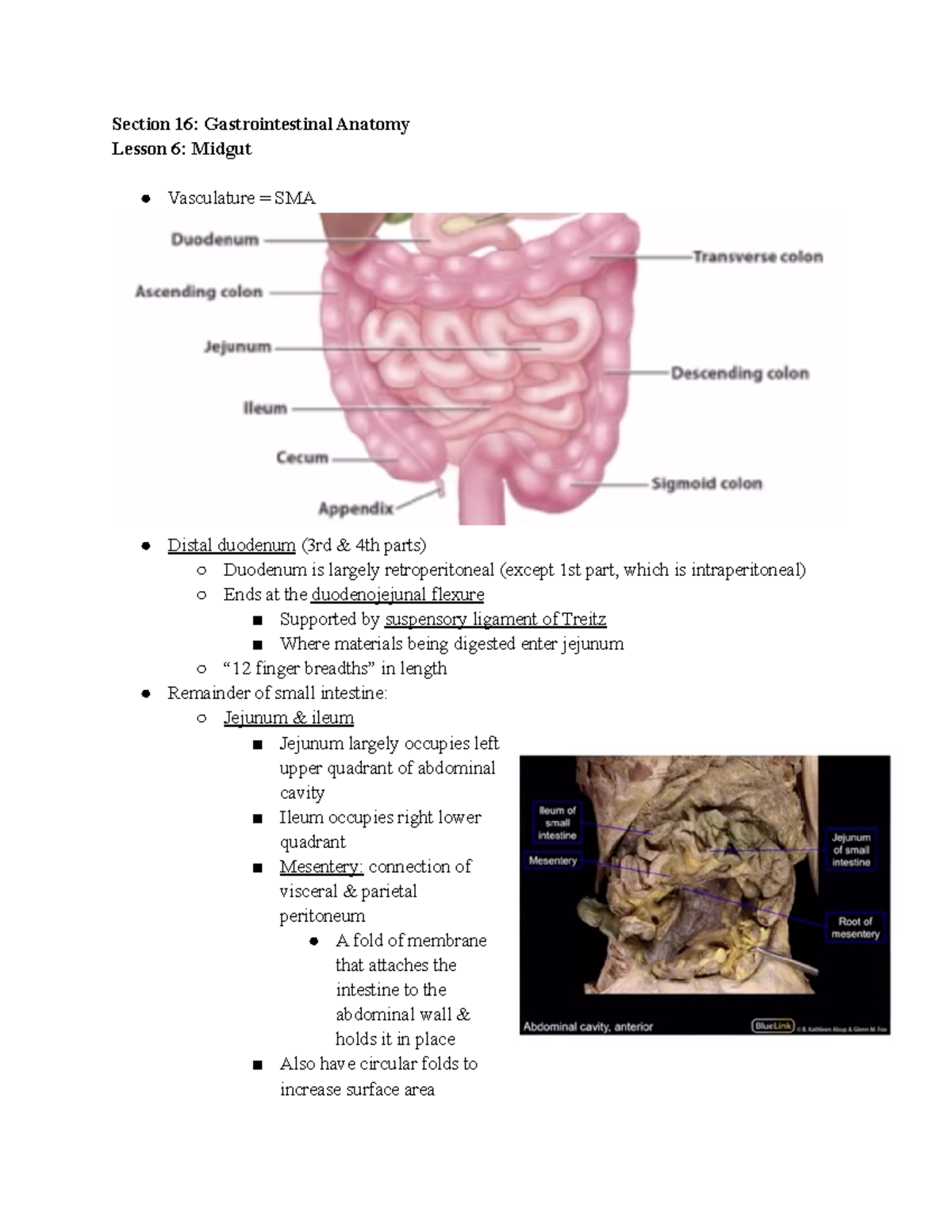 61- Midgut - Section 16: Gastrointestinal Anatomy Lesson 6: Midgut ...