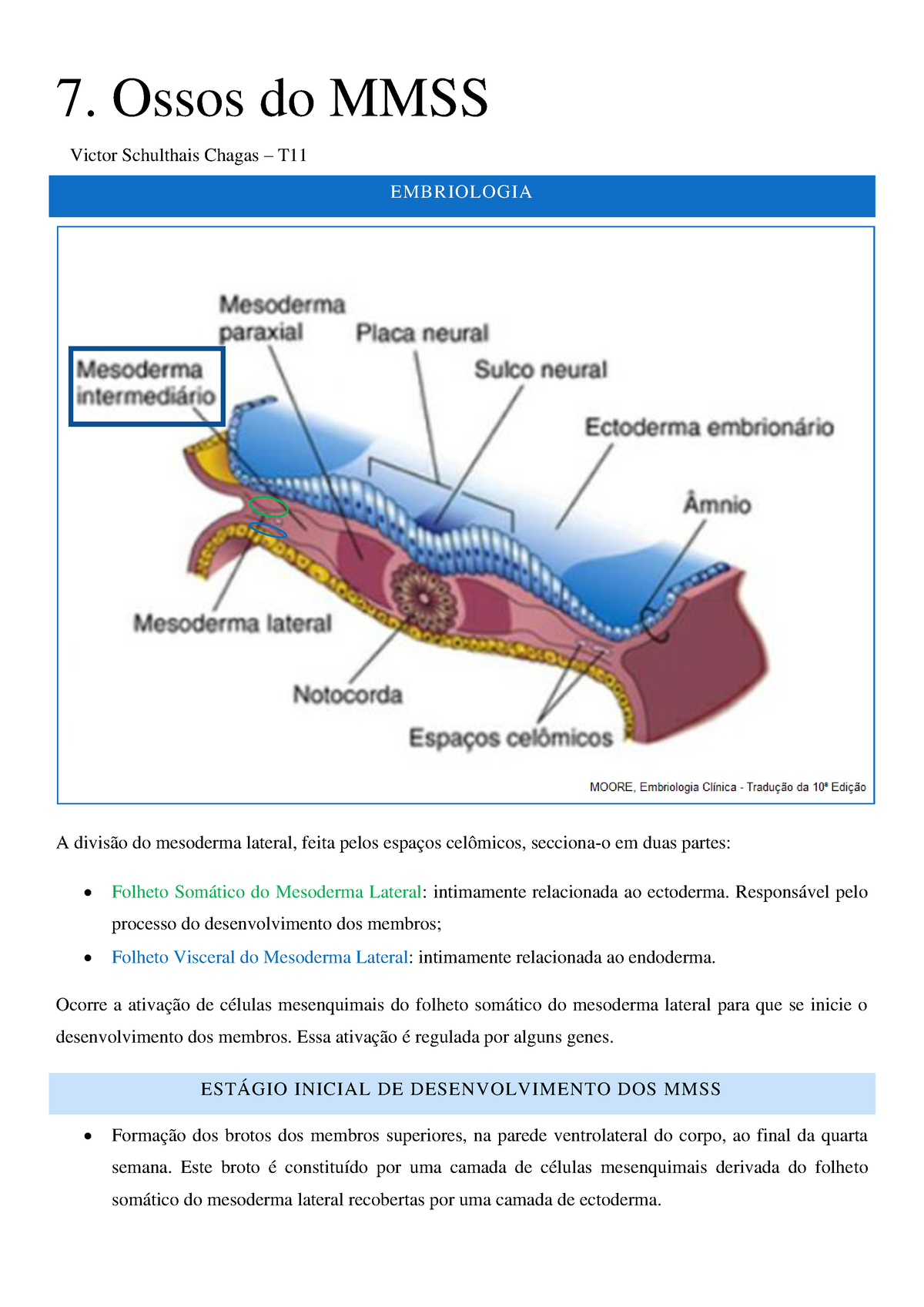 06 Ossos do MMSS - Victor Schulthais Chagas – T 7. Ossos do MMSS  EMBRIOLOGIA A divisão do - Studocu