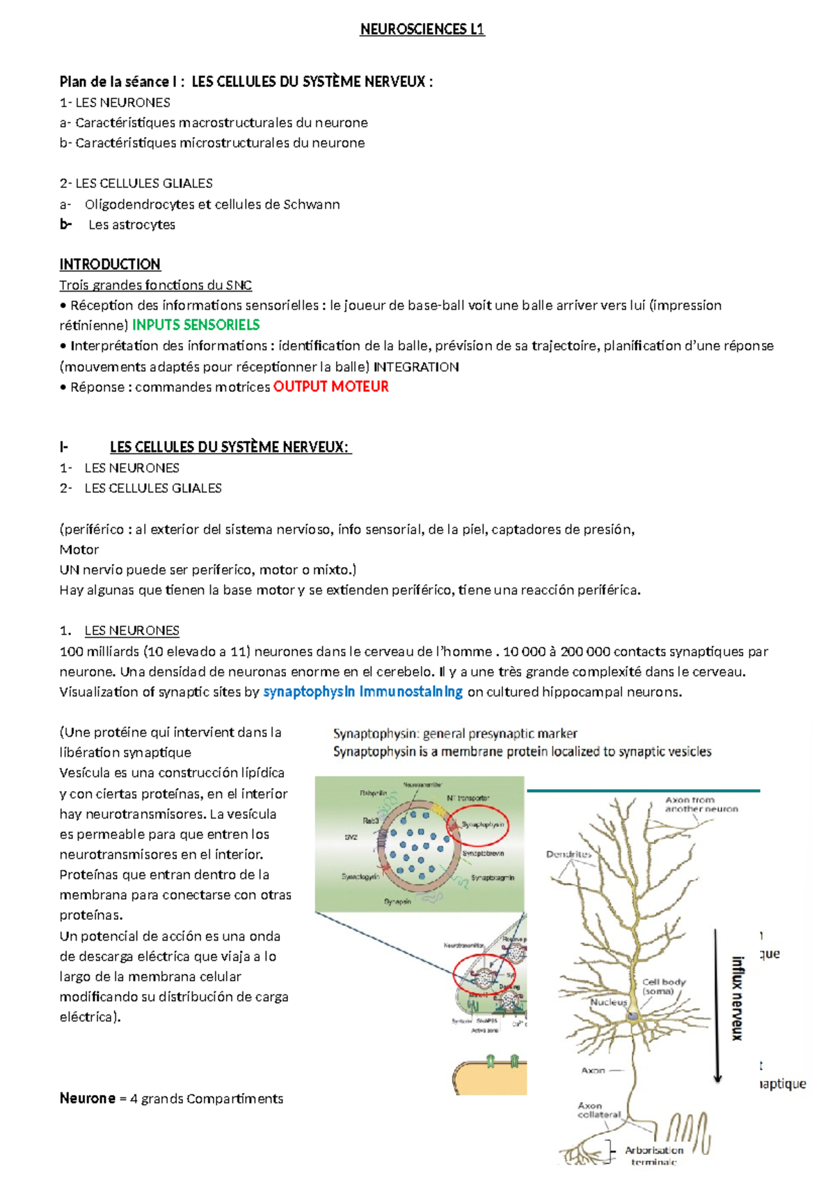 CM NeuroL1S2CMS - NEUROSCIENCES L Plan de la séance I : LES CELLULES DU ...