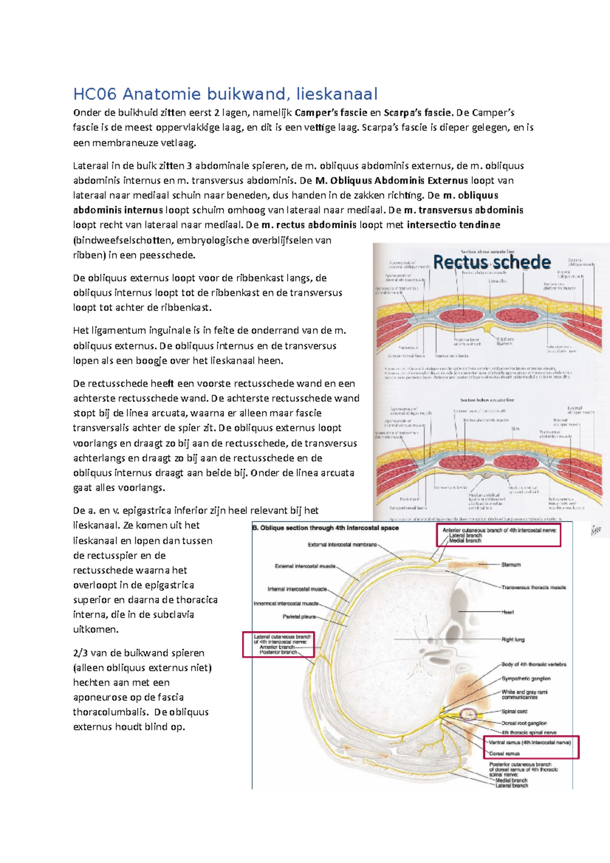 HC06 Anatomie buikwand en lieskanaal - HC06 Anatomie buikwand ...