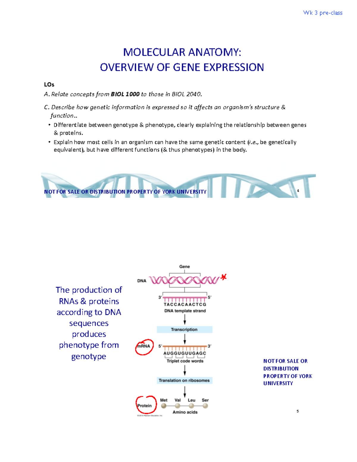 1 BIOL 2040 F2022 Overview of Gene Expression (same as Week 3) - LOs A ...