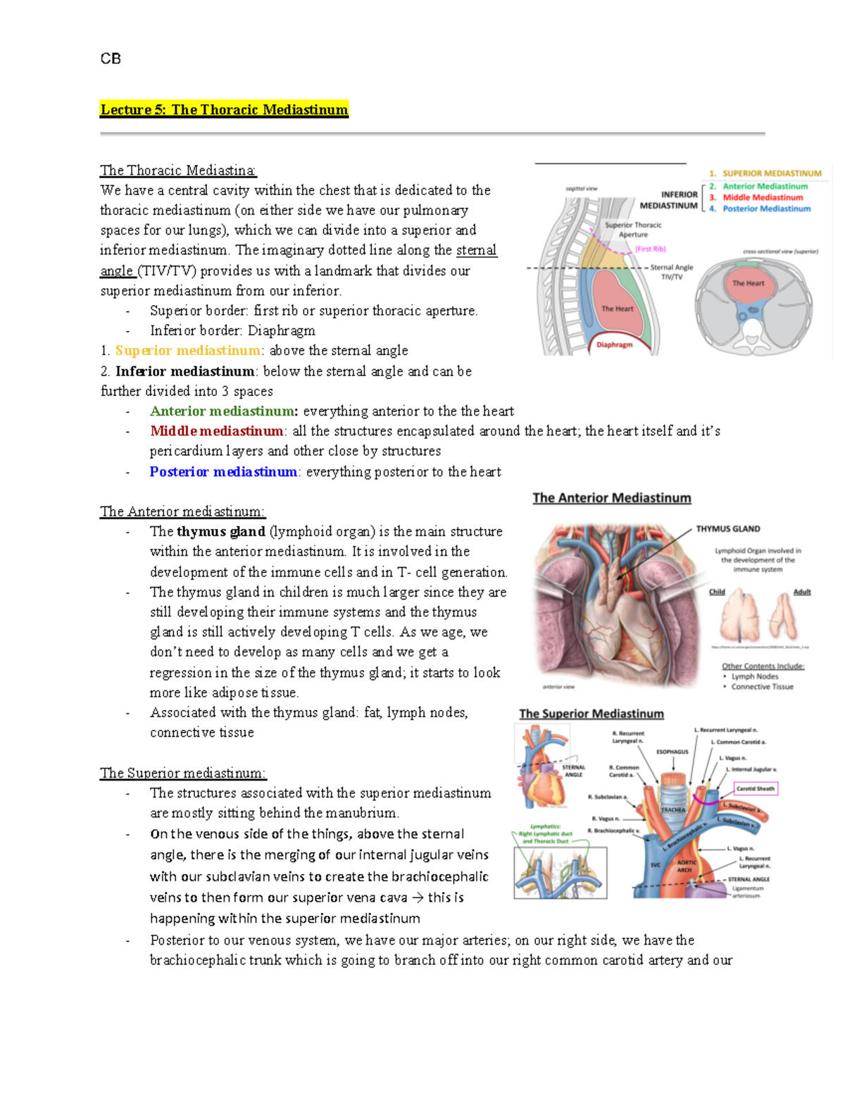 L5 - Dr. Ventura - Lecture 5: The Thoracic Mediastinum The Thoracic ...