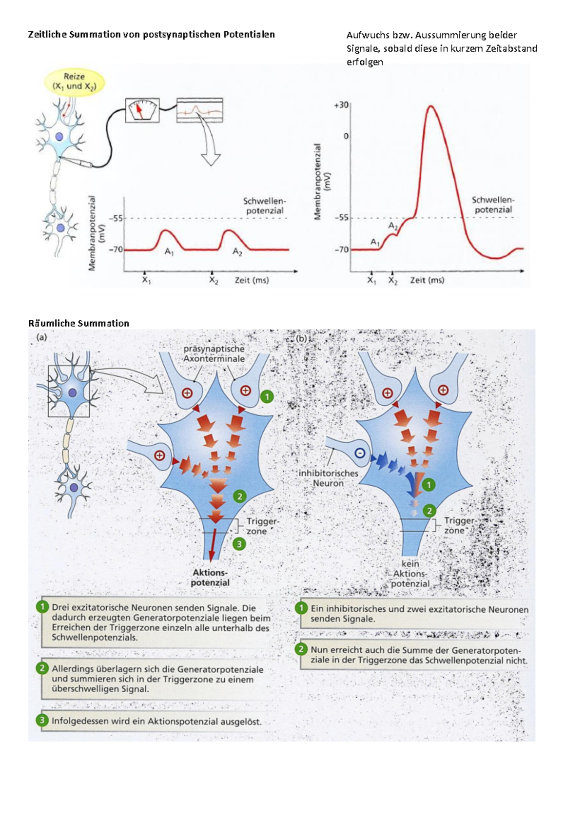 Zeitliche Und Räumliche Summation Tierphysiologie Teil 4 - Zeitliche Summation von postsynaptischen