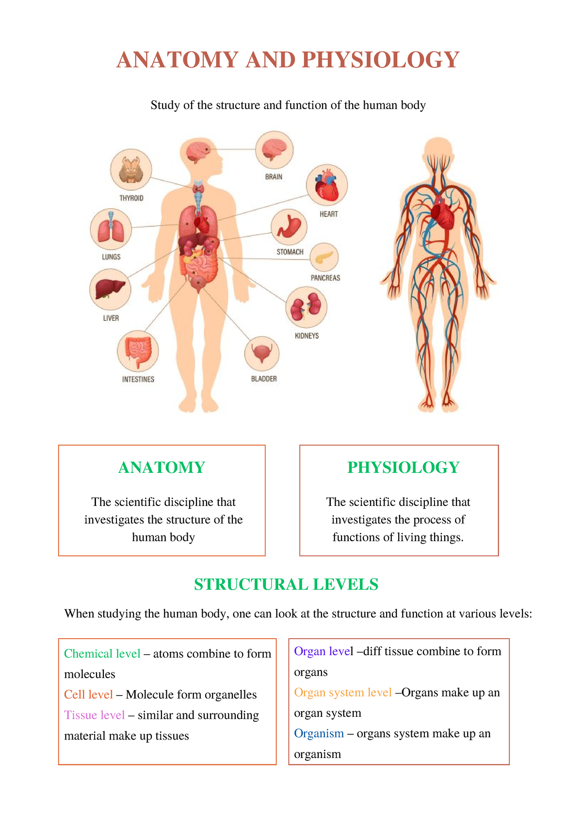 Anatomyand Physiology PLUS - Chemical level – atoms combine to form ...