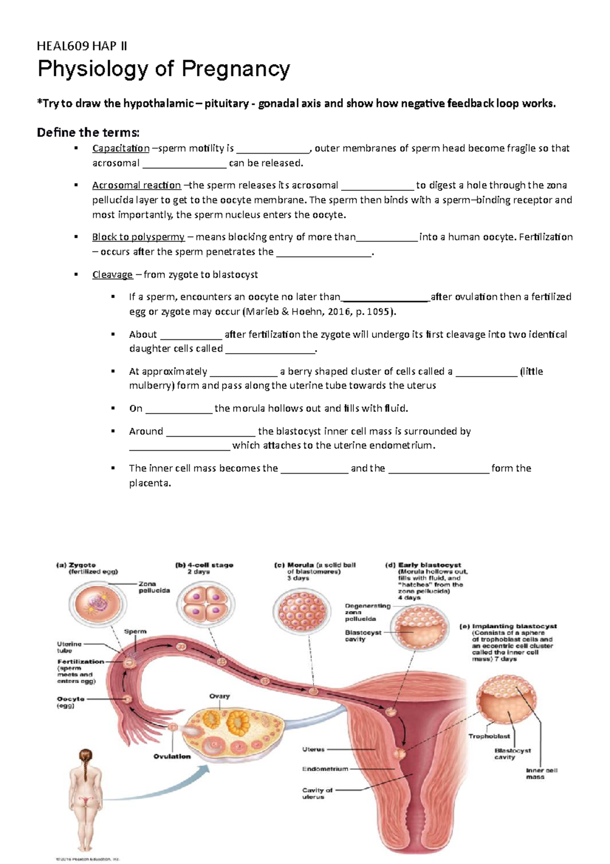 Pregnancy(1)-2 - lecture notes. anatomy of pregnancy worksheet ...