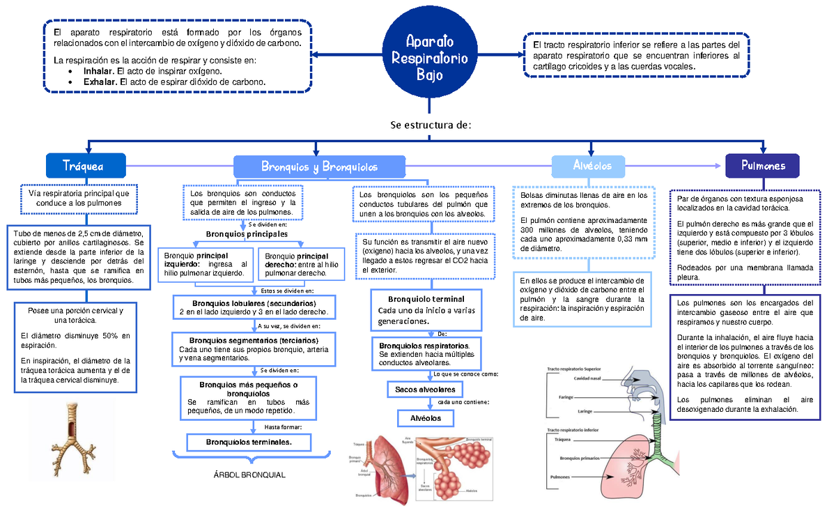 Mapa Conceptual Sistema Respiratorio Aparato Respiratorio Bajo Tr