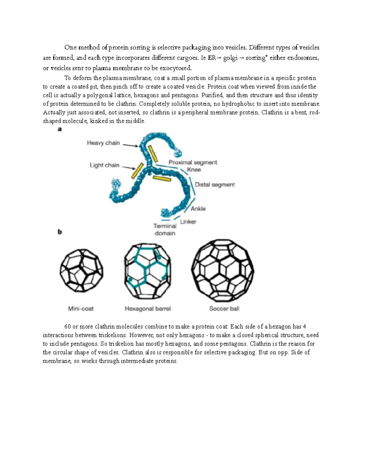 May 17th Bio Notes - One method of protein sorting is selective ...