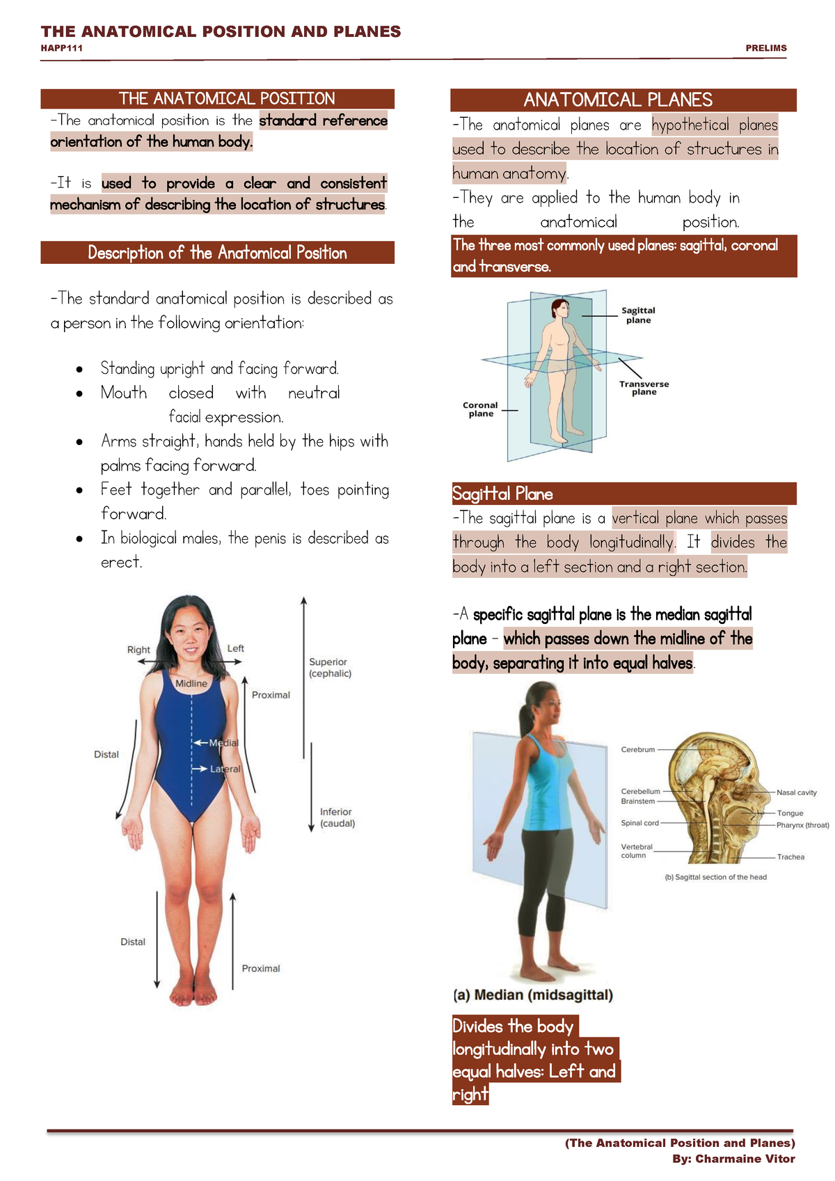 THE Anatomical Position And Planes - THE ANATOMICAL POSITION AND PLANES ...