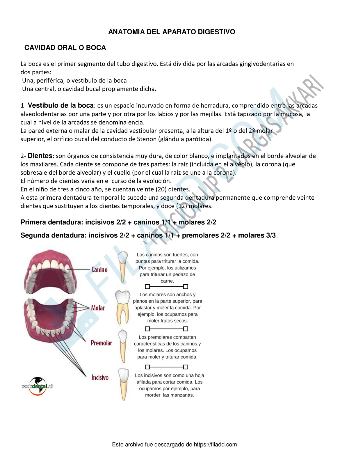 Anatomia DEL Aparato Digestivo 2021 - ANATOMIA DEL APARATO DIGESTIVO ...