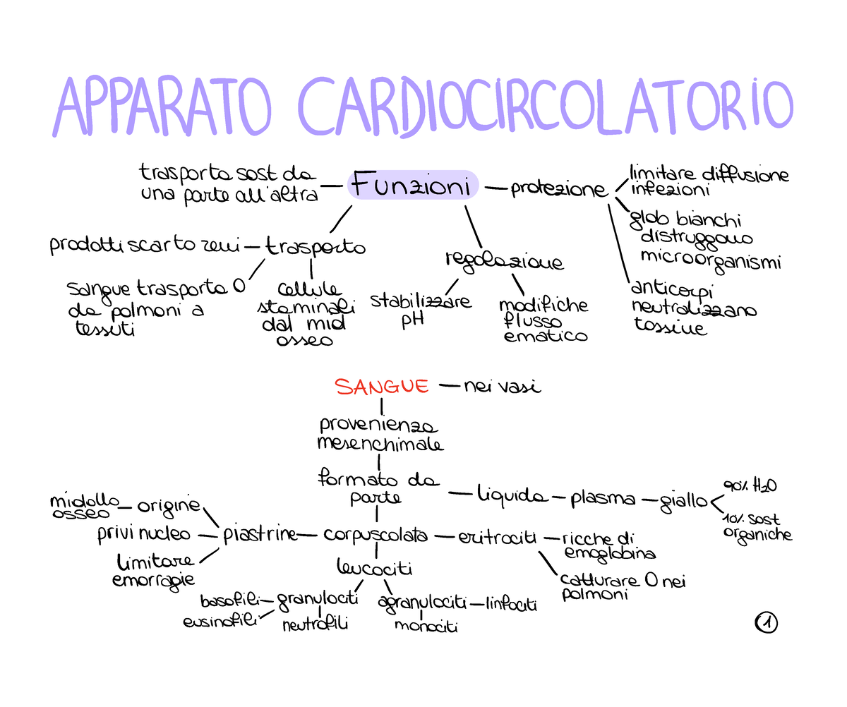 Appunti sul Sistema circolatorio (focus su microanatomia): mappe  concettuali digitali a colori con immagini