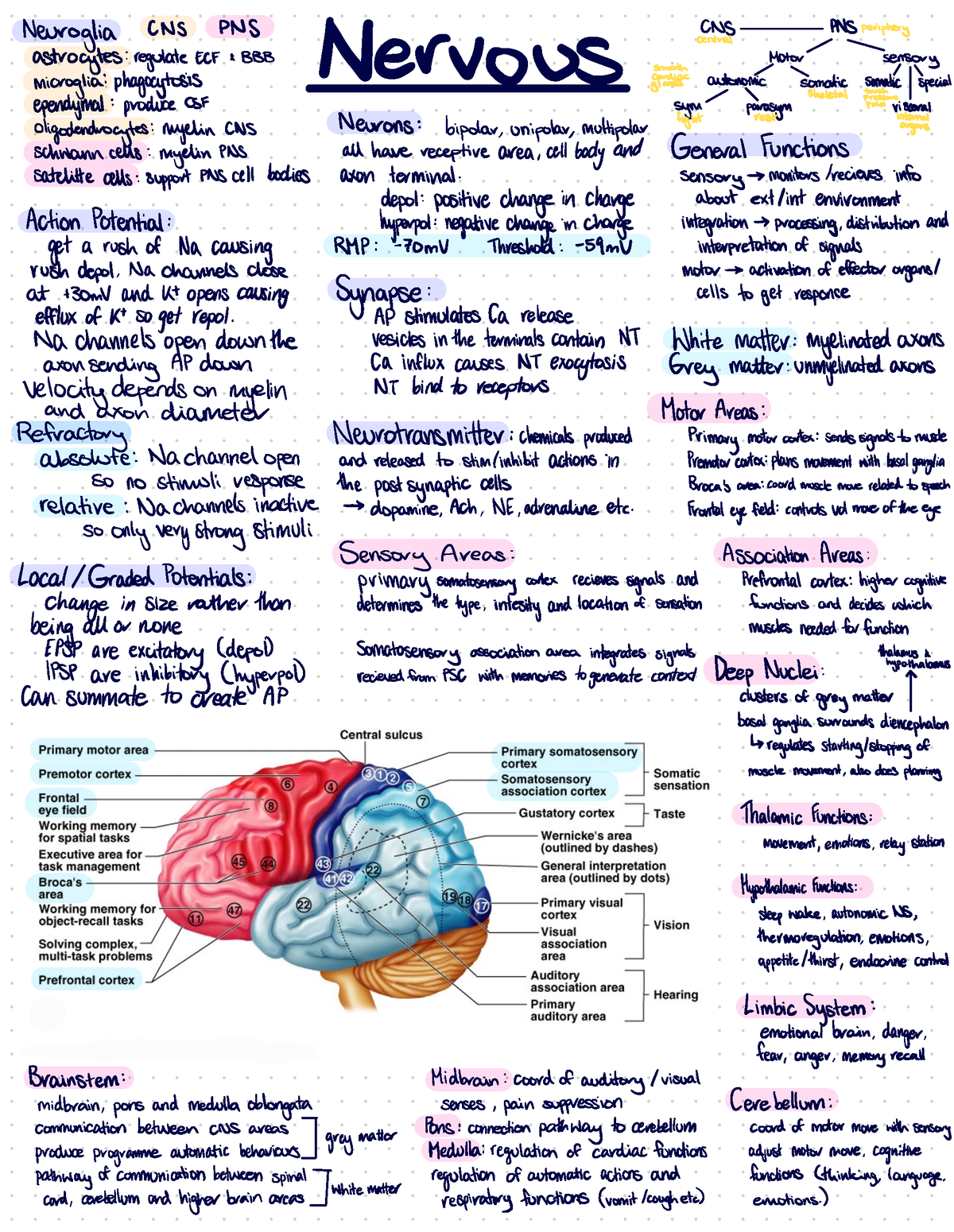 Nervous System - Neuroglia CNS CNS PNS periphery astrocytes:regulate ...