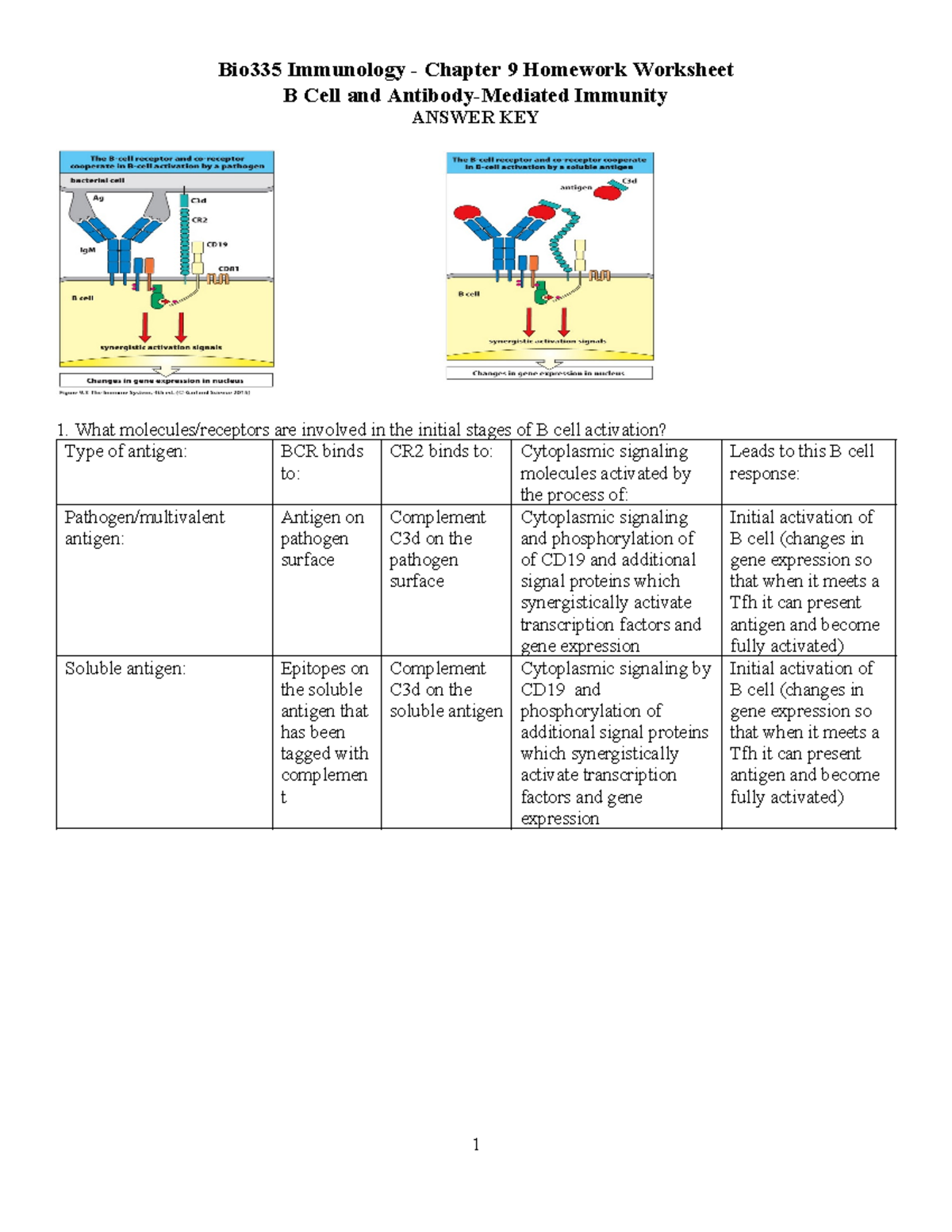 Bio335 Chapter 9 - Key for Homework Worksheet - B Cell and Antibody ...