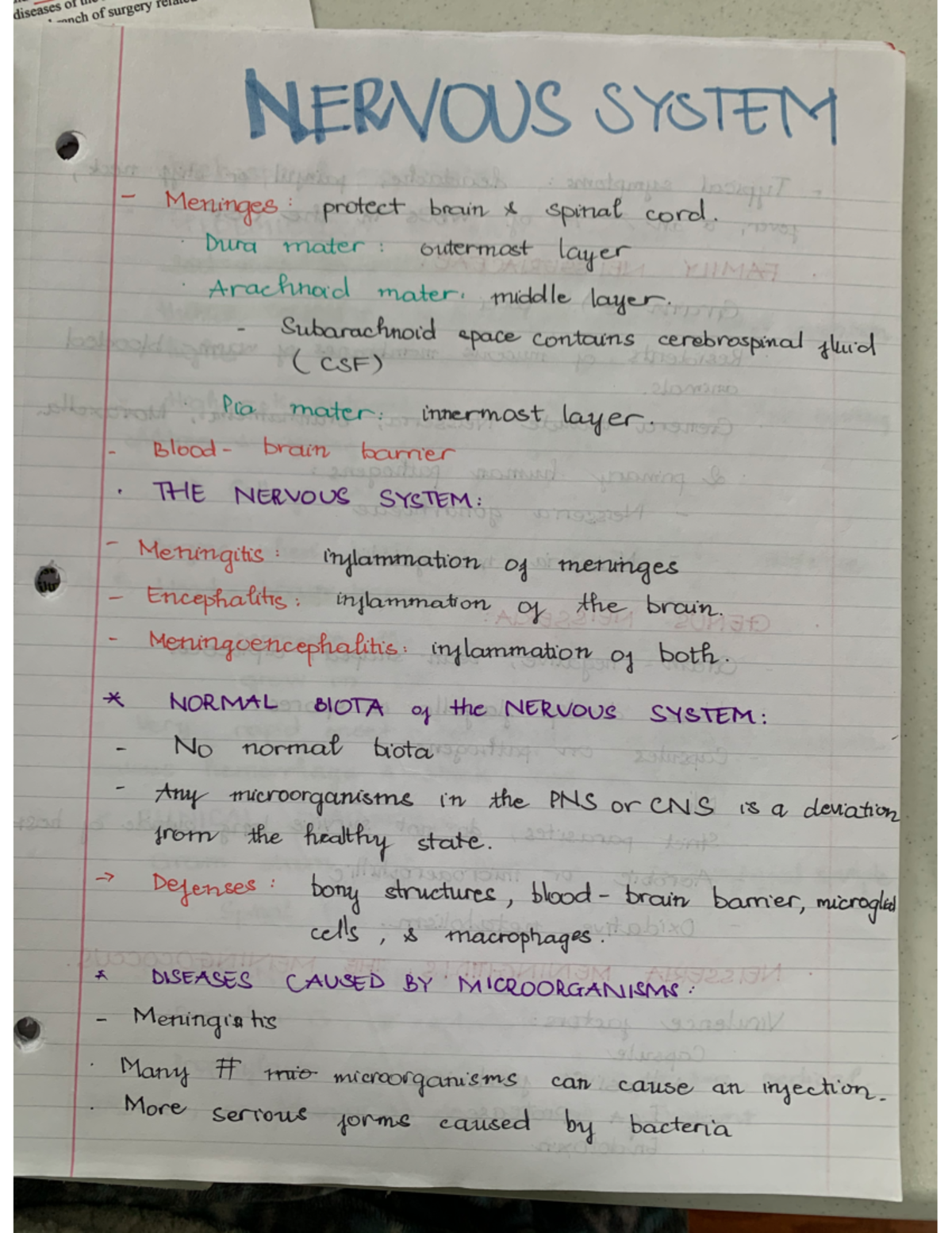 Image 9 for Nervous System Worksheet High School