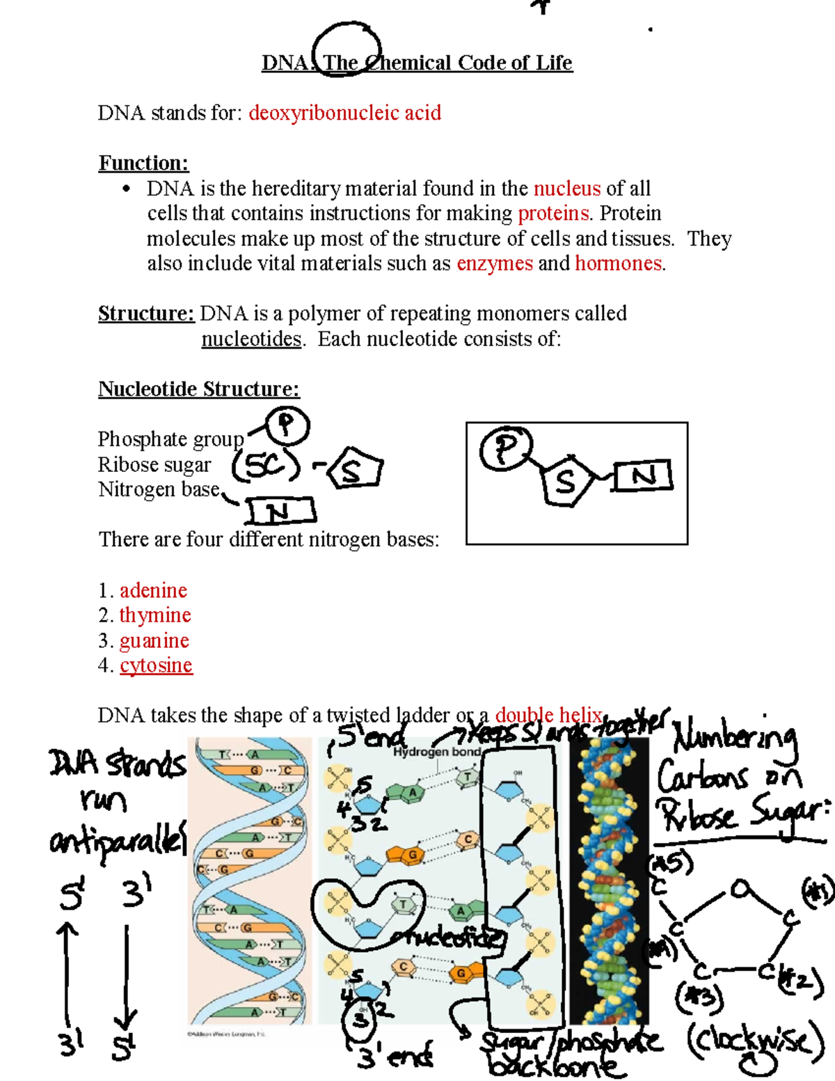 DNA Structure Teacher Note - DNA: The Chemical Code of Life DNA stands ...