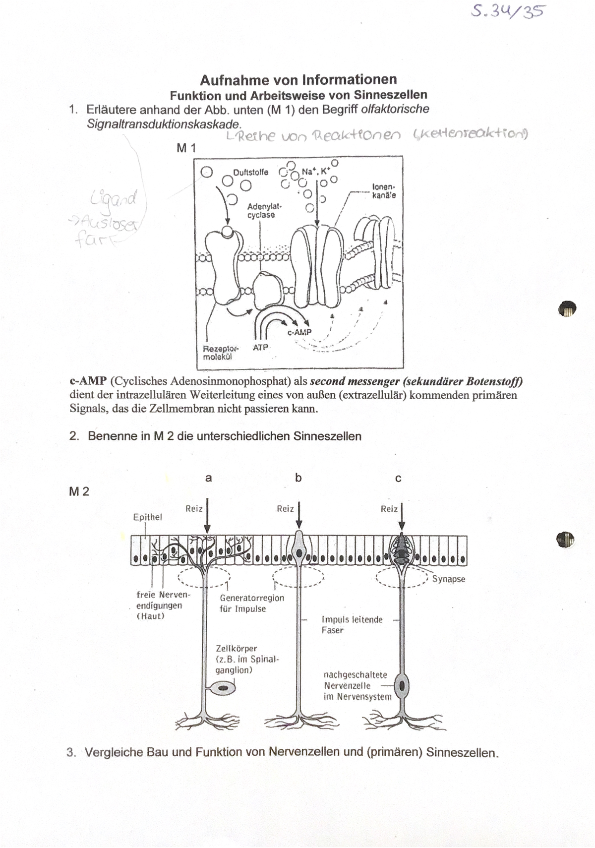 Lernzettel Biologie GK Q3 II - Studocu