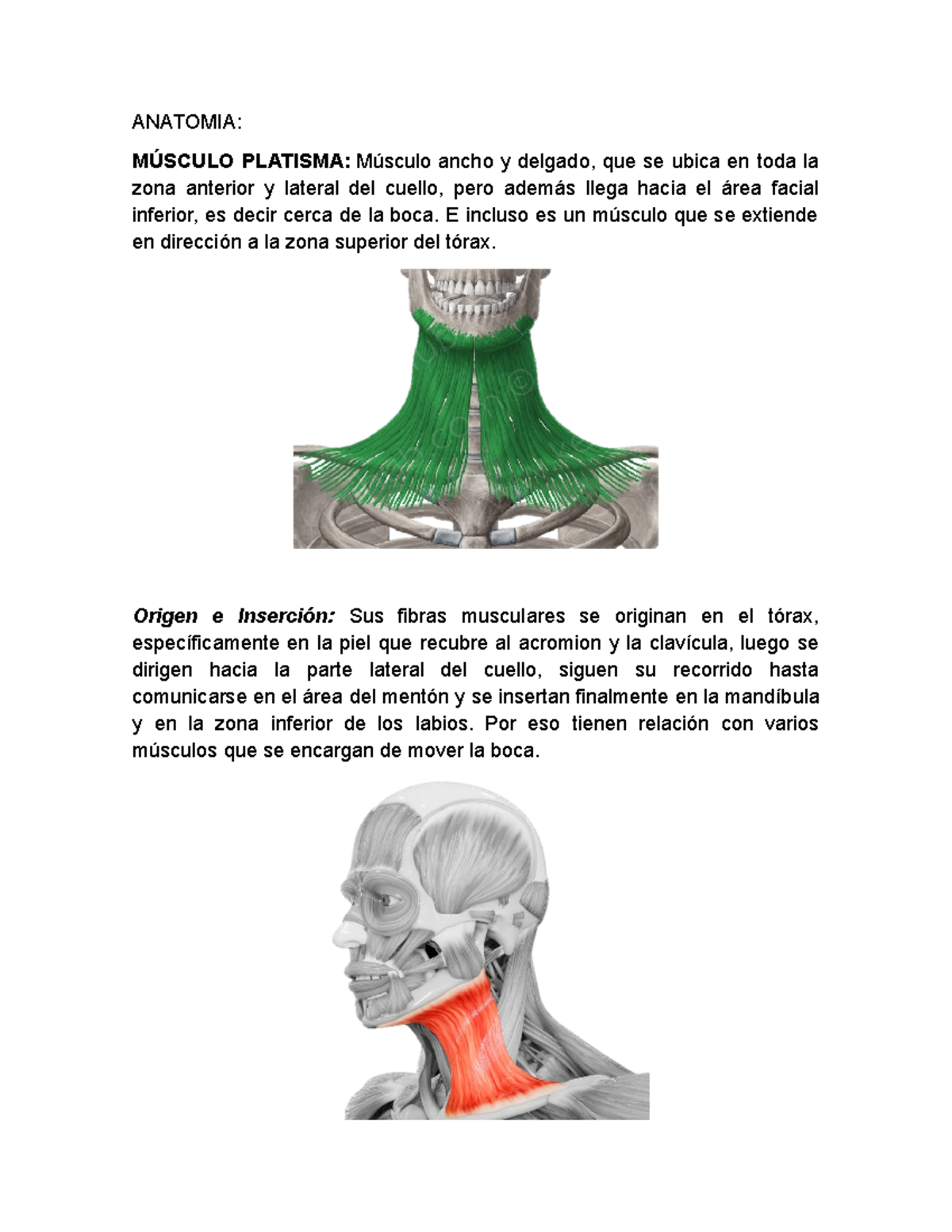 Anatomia - skichiashc{liashclsahcoaihcs - ANATOMIA: MÚSCULO PLATISMA ...