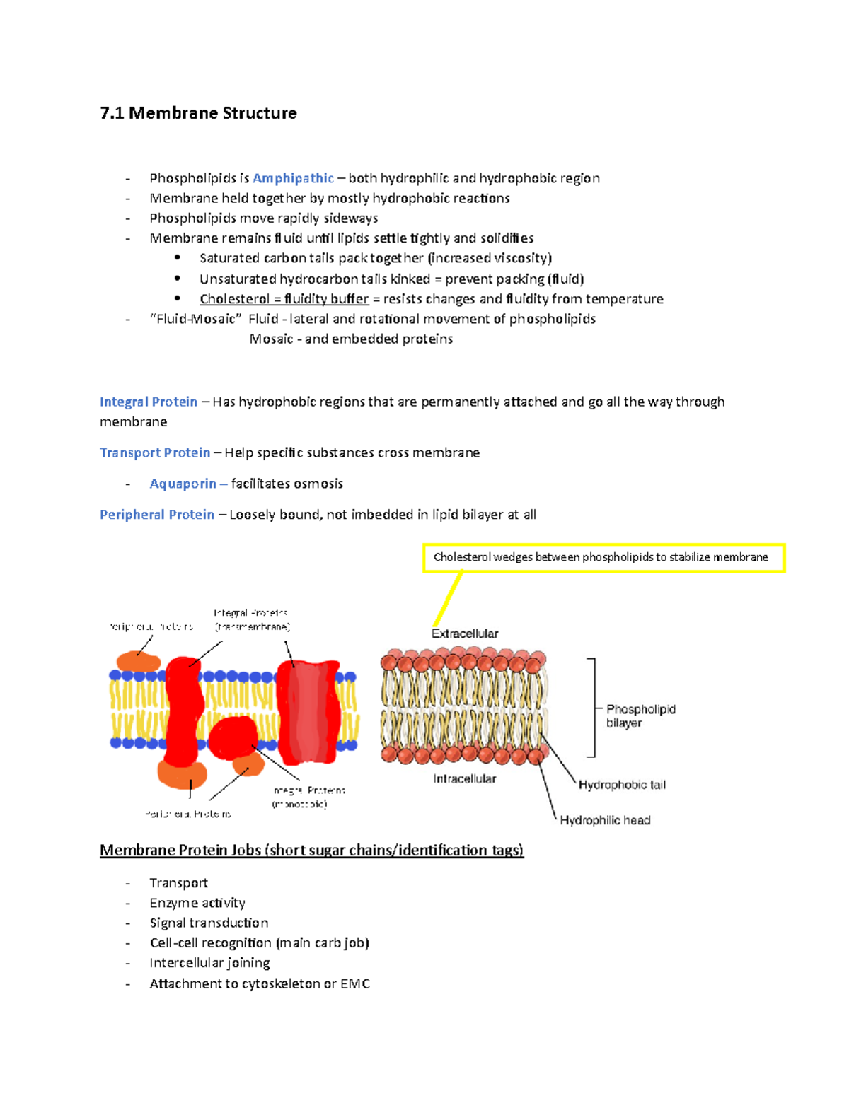 Ch. 7 Cellular Membrane - 7 Membrane Structure - Phospholipids is ...