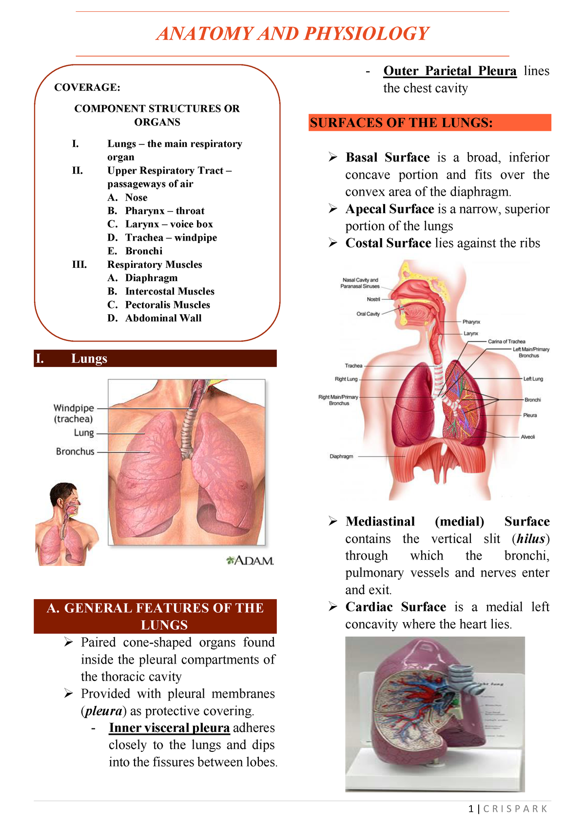 Parts and functions of the Respiratory System - I. Lungs A. GENERAL ...