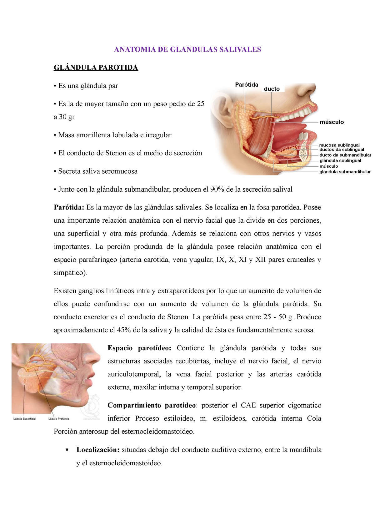 Anatomia DE Glandulas Salivales - ANATOMIA DE GLANDULAS SALIVALES ...