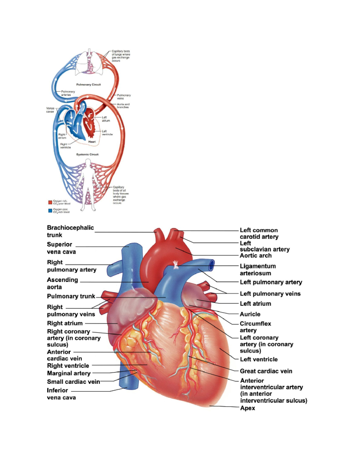 ANP Diagrams cardiovascular system - , , Capillary beds oi lungs where ...