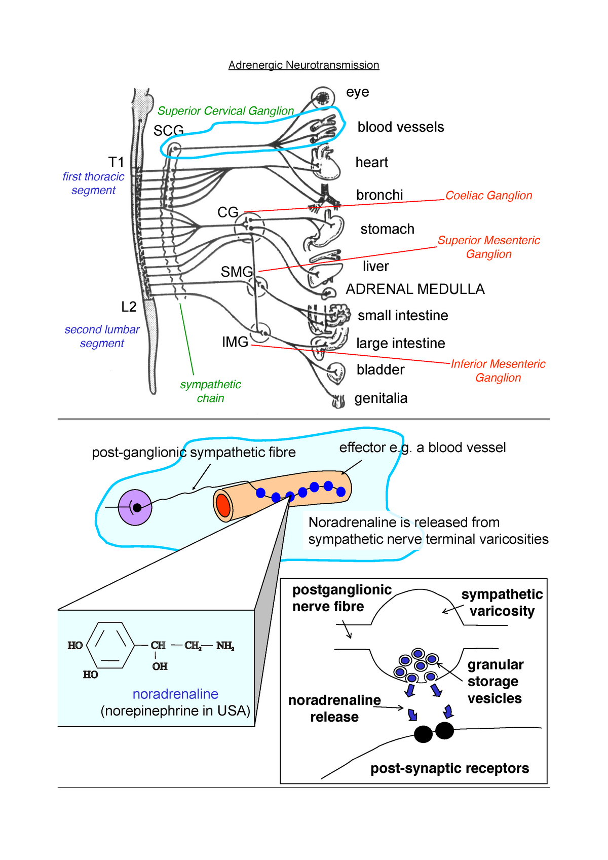 Adrenergic Neurotransmission - Adrenergic Neurotransmission T L Eye ...