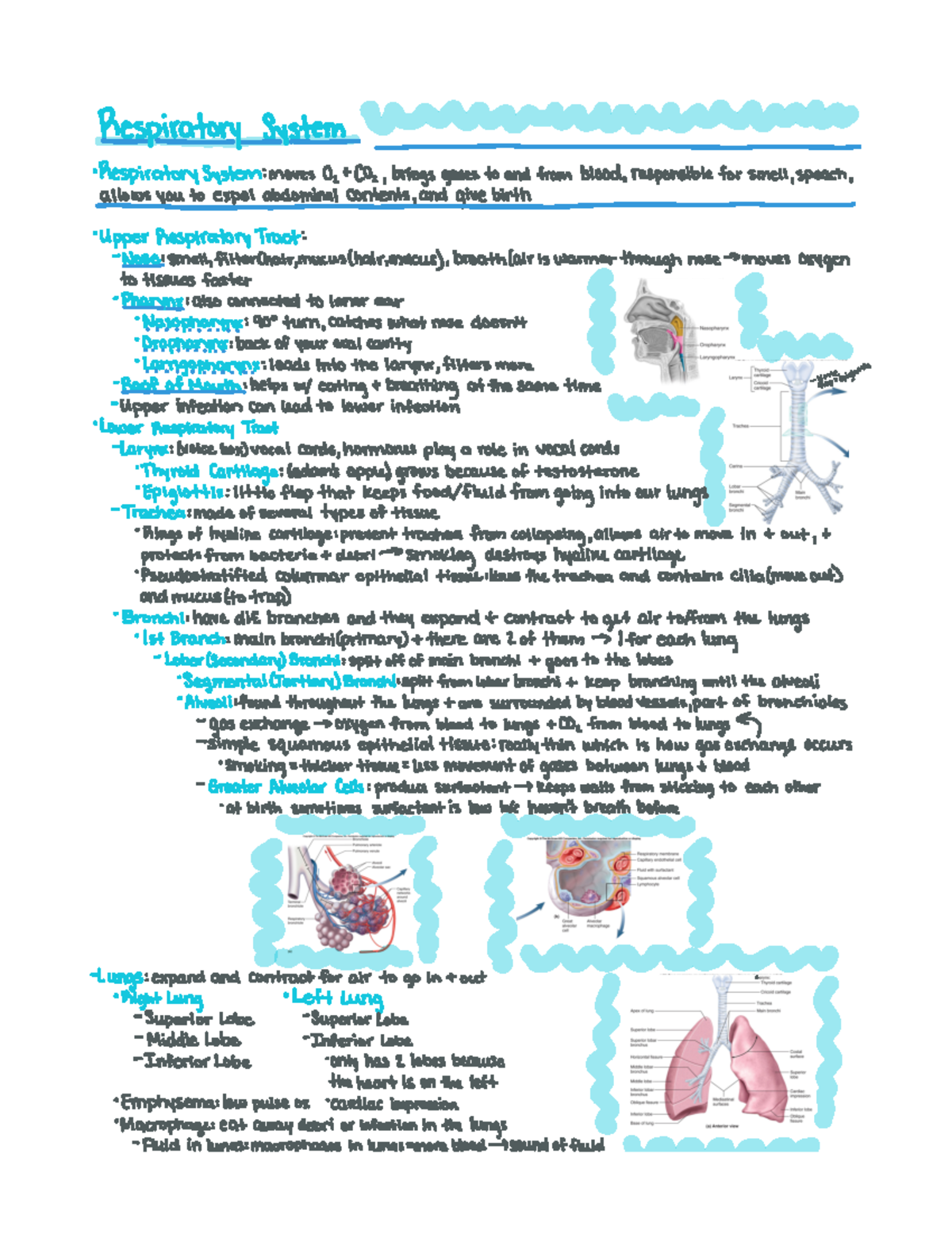 Unit 2 Respiratory System - 119 FI n e anogi RespiratorySystemmovesO ...